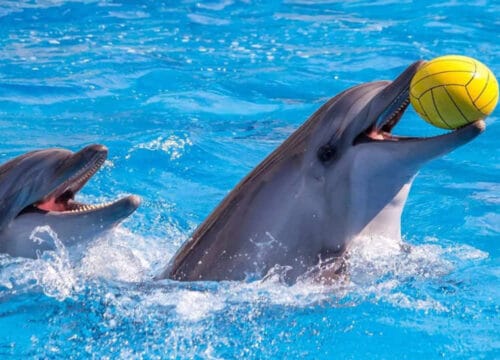 Delfinshow in Hurghada