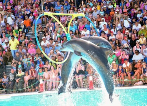 Delfinshow in Sharm El Sheikh